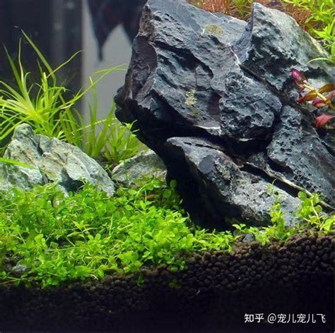 水草泥推薦|【水草泥推薦】水草泥推薦：讓水草茁壯生長的品牌與選擇秘訣